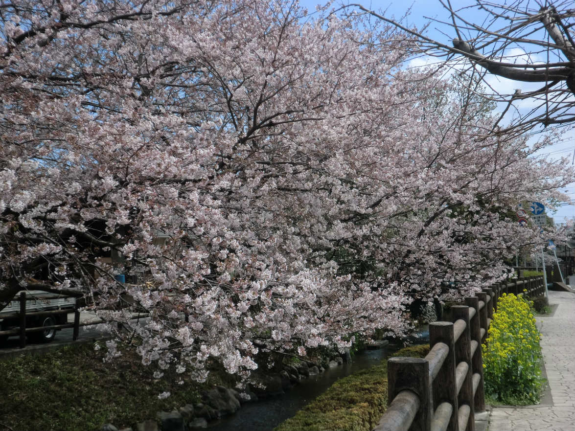 二ヶ領用水に連なる桜並木