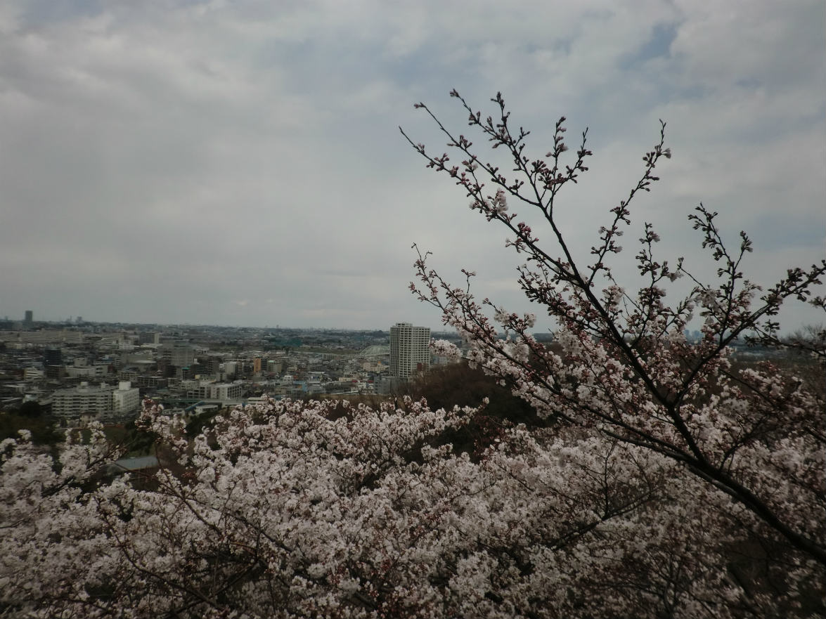 生田緑地の展望台から見える桜